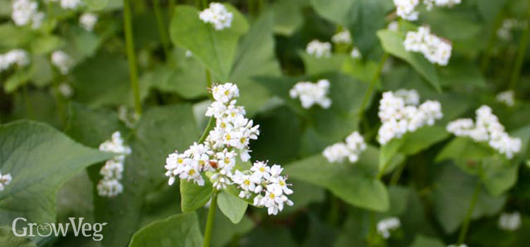 5 Best Summer Cover Crops to Refresh Tired&nbsp;Soil